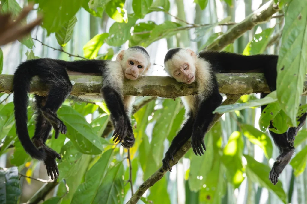 25 Epic Things to Do in Costa Rica: The Ultimate Adventure Guide 5 tourist attractions in costa rica
